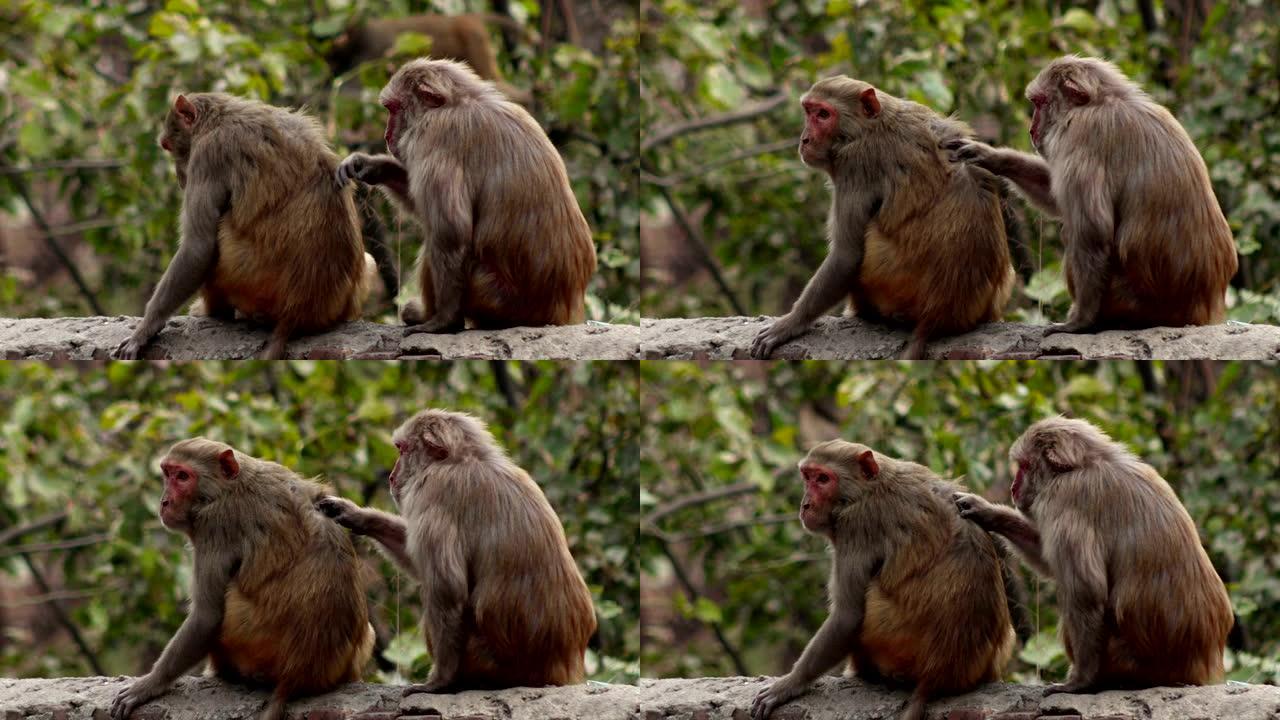 令人沮丧的猴子搞笑可爱猴子