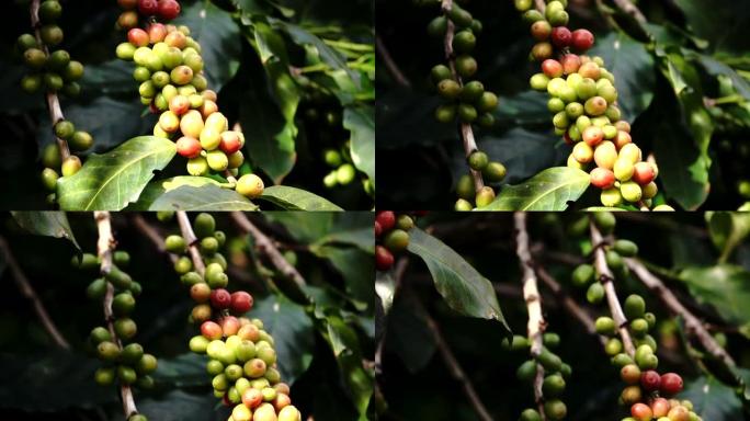 慢动作咖啡樱桃 (豆) 成熟的镜头
