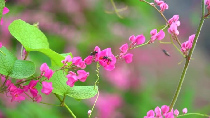 珊瑚藤花珊瑚藤花