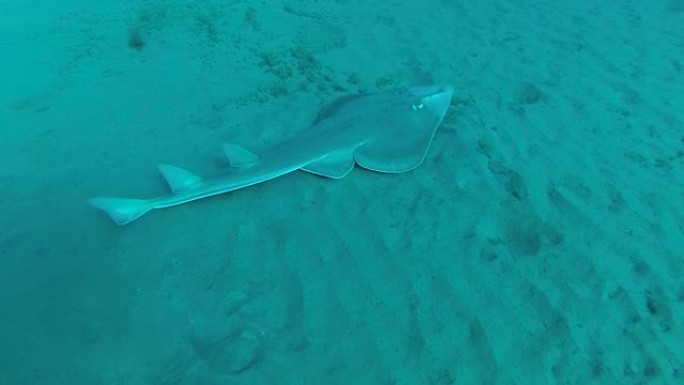 吉他鱼或 (Glaucostegus halavi) 在海中水下游泳。