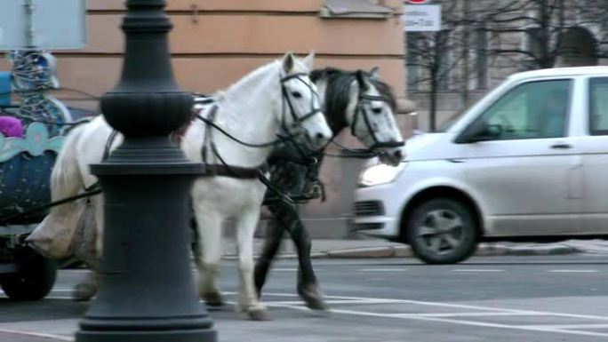 马在城市街道上拉的马车。