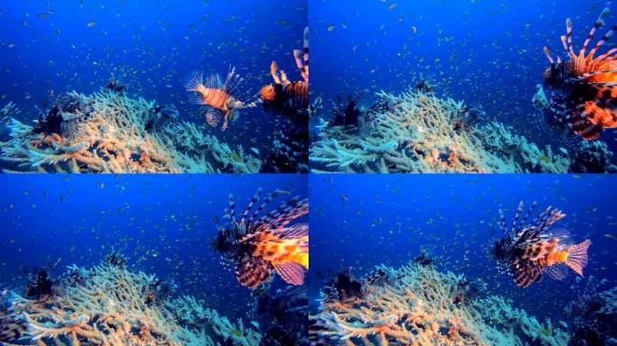 热带珊瑚礁狮子鱼实拍