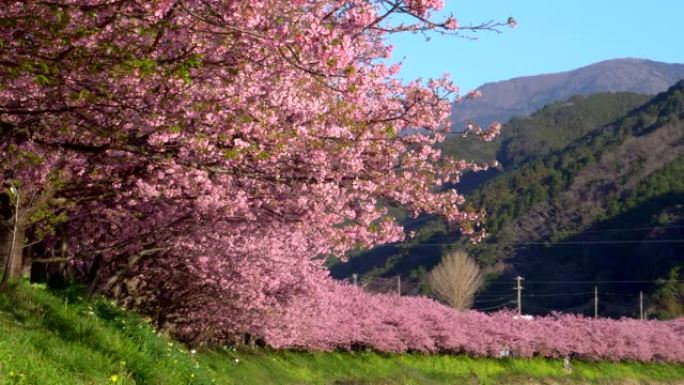 日本静冈的川津樱桃树