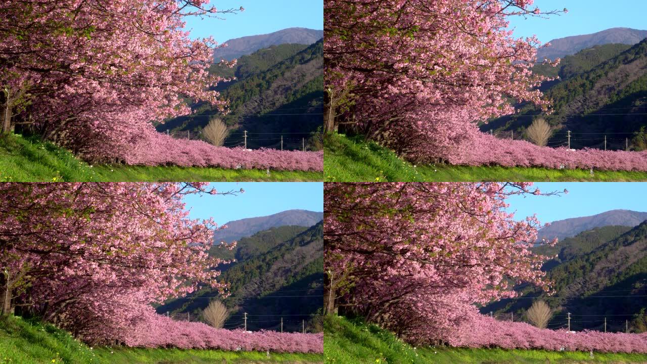 日本静冈的川津樱桃树
