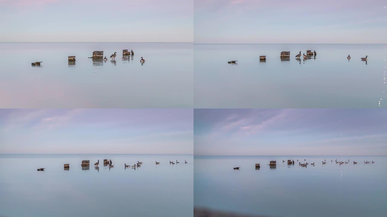 当太阳落山时，成群的加拿大野鹅在密歇根湖中部的一些风化钢板桩上游泳和栖息，在云层中形成粉红色，紫色和