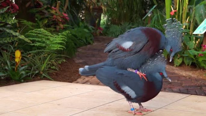 维多利亚加冕的鸽子夫妇交配或玩耍，其中一个攀爬在顶部，靠近来自新几内亚的受威胁的鸟类物种
