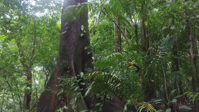 大型热带成熟树的缓慢万向节倾斜拍摄