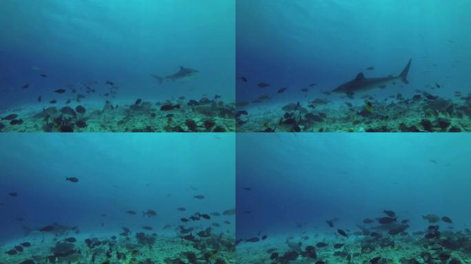 虎鲨捡拾吞拿鱼及其他渔产废弃物抛向海洋的残骸