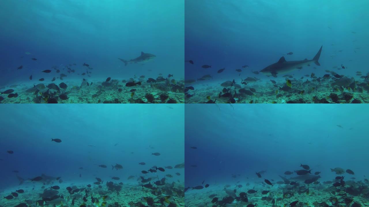 虎鲨捡拾吞拿鱼及其他渔产废弃物抛向海洋的残骸
