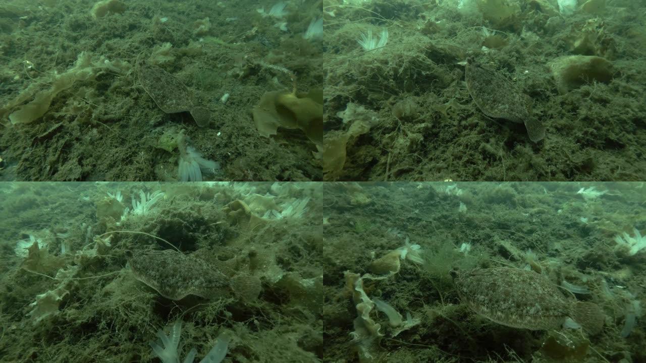 柠檬鞋底 (Microstomus kitt) 游过长满了褐藻海花边 (Chorda filum)，