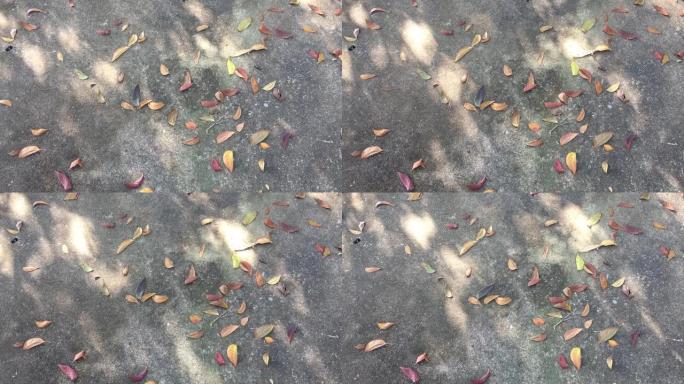 干燥的树木留在天然污渍水泥地板上，轮廓阴影在风吹拂下移动