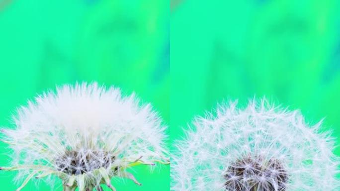 4k垂直延时的丹达利翁花开并在绿色背景上生长。蒲公英盛开的花。9:16比例的垂直时间流逝手机和社交媒