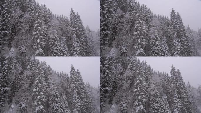 冬季降雪在山松林中，有白雪皑皑的圣诞树。慢动作