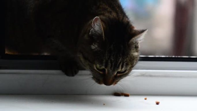 猫吃