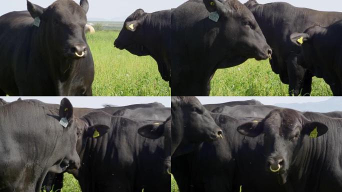 田野上的安格斯牛大黑牛简易绿色生态环境