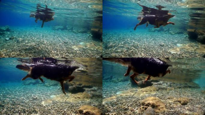 快乐的狗跳跃和水下游泳进入绿松石水-狗假期-慢动作-股票视频