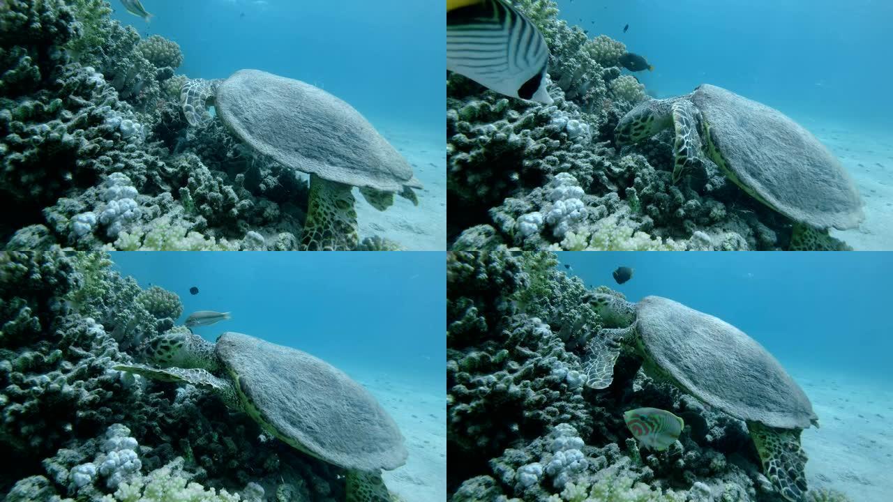 海龟坐在珊瑚礁上，吃软珊瑚。玳瑁或Bissa (Eretmochelys imbricata) 水下