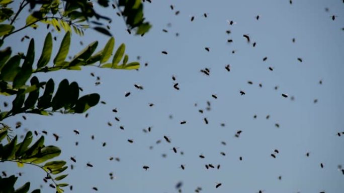 一群蜜蜂在一棵黑槐树的树枝旁飞翔。