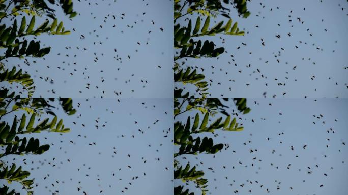 一群蜜蜂在一棵黑槐树的树枝旁飞翔。