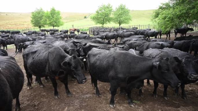 阿根廷牛牧场上哞哞叫的奶牛