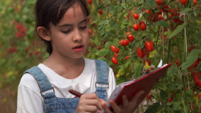 年轻女孩在oganic农场检查优质西红柿，转基因食品，生物食品，另类ifestyle概念