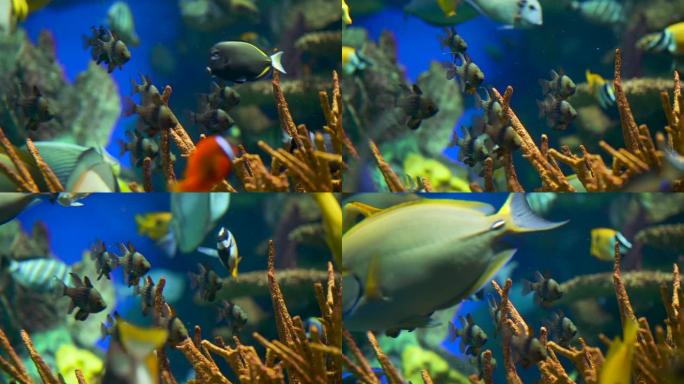 水下美丽的热带鱼群