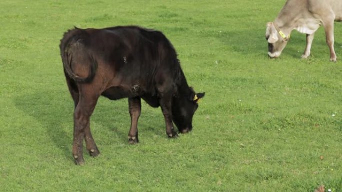 黑牛白天在草地上吃绿草，慢动作