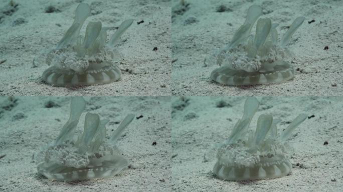 坐在沙质海底的颠倒水母。颠倒的水母 (仙后座仙女座)。特写，水下拍摄，红海，埃及