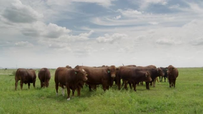 田野上的安格斯牛草原原野牧牛