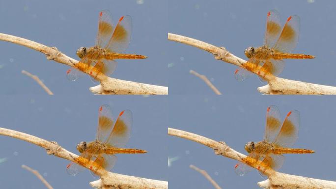 橙色蜻蜓的特写一只蜻蜓视频素材