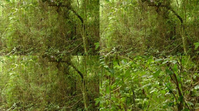 茂密的丛林灌木丛和特写镜头中原始莺的广阔视野