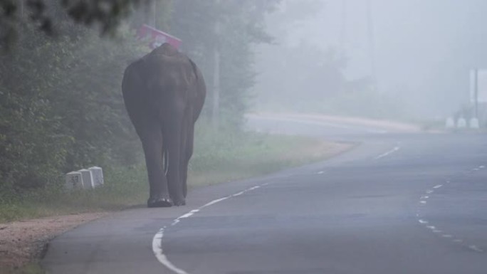 斯里兰卡交通中的野象