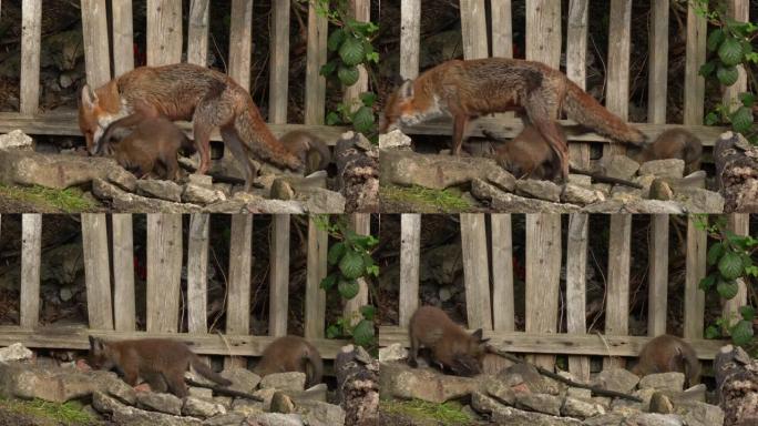 红狐 (vulpes vulpes) -红狐泼妇与两只幼崽的亲密4k镜头