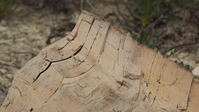 树干化石化石的石化森林