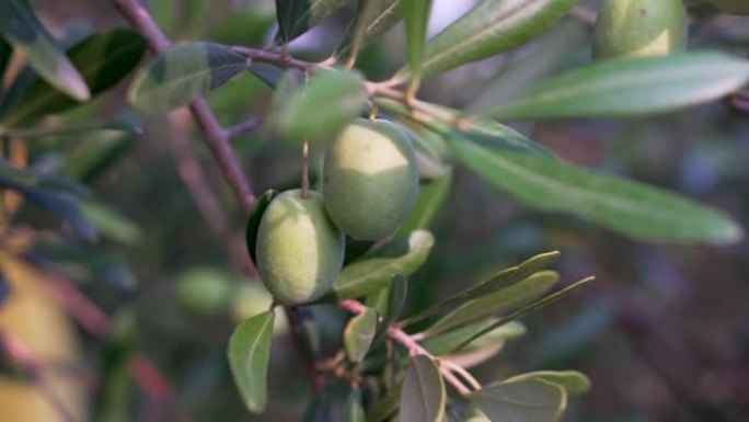 绿色橄榄枝树的特写视图。晴天，阳光照耀