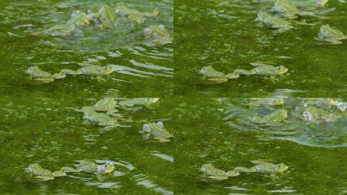 水蛙在克罗地亚的一个池塘里呼唤