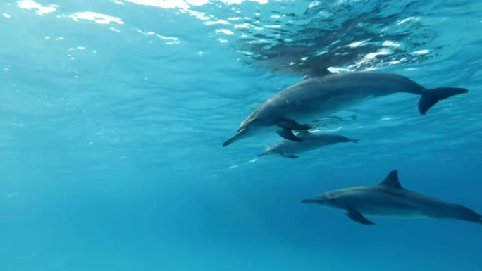 一群海豚在蓝色水面下游泳。慢动作、特写镜头、低角度镜头、水下镜头。红海，萨塔亚礁 (海豚屋) 马萨阿