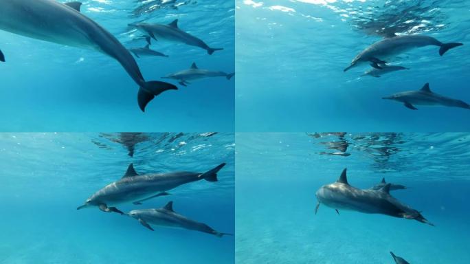 一群海豚在蓝色水面下游泳。慢动作、特写镜头、低角度镜头、水下镜头。红海，萨塔亚礁 (海豚屋) 马萨阿