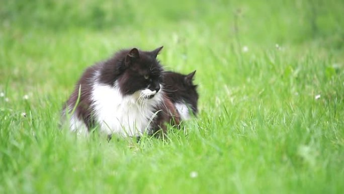美丽的两只家猫在一片绿草上