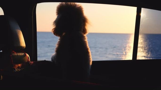 狗在汽车座位上旅行汽车的后座。日落。