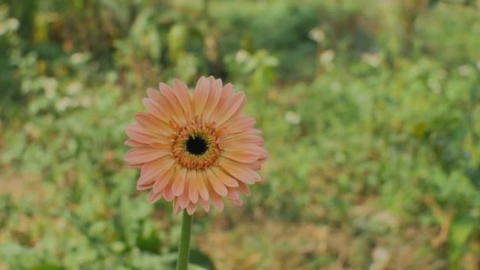 特写风吹非洲菊花