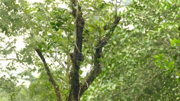 在背景模糊的开阔森林中，树上的两只鸟充满了附生植物