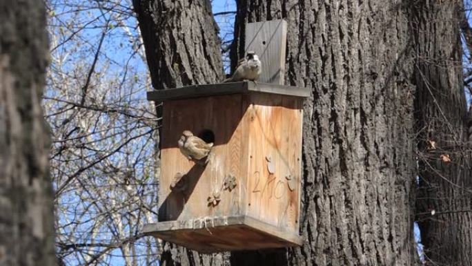 春季筑巢期间，一对在鸟舍上的麻雀