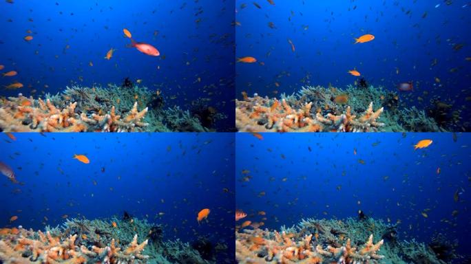 热带珊瑚礁狮子鱼热带鱼群海洋大海野生动物