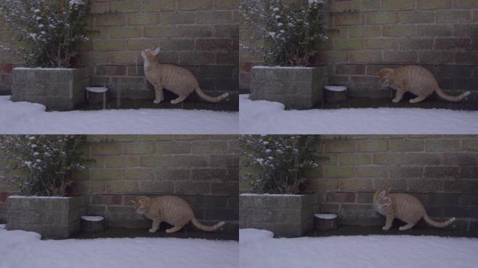 姜汤姆猫第一次体验雪