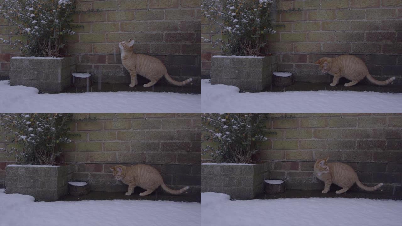 姜汤姆猫第一次体验雪