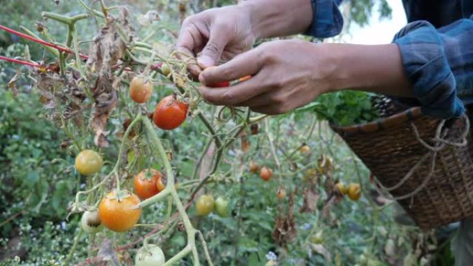 农民在田间采摘番茄