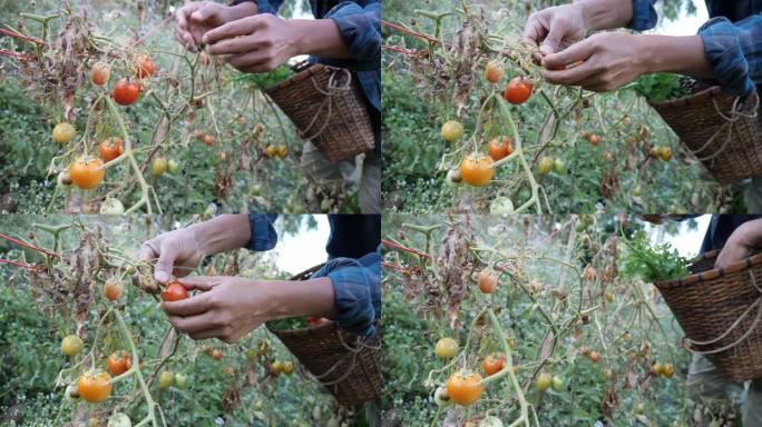农民在田间采摘番茄