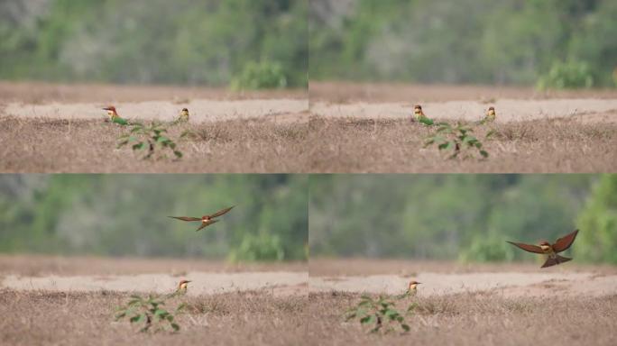 美丽的鸟栗子头蜂食者两只动物 (Merops leschenaulti) 在泰国亚洲草地上。慢动作