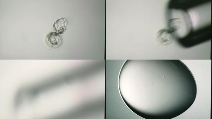 实验室操作过程中胚胎的宏观拍摄